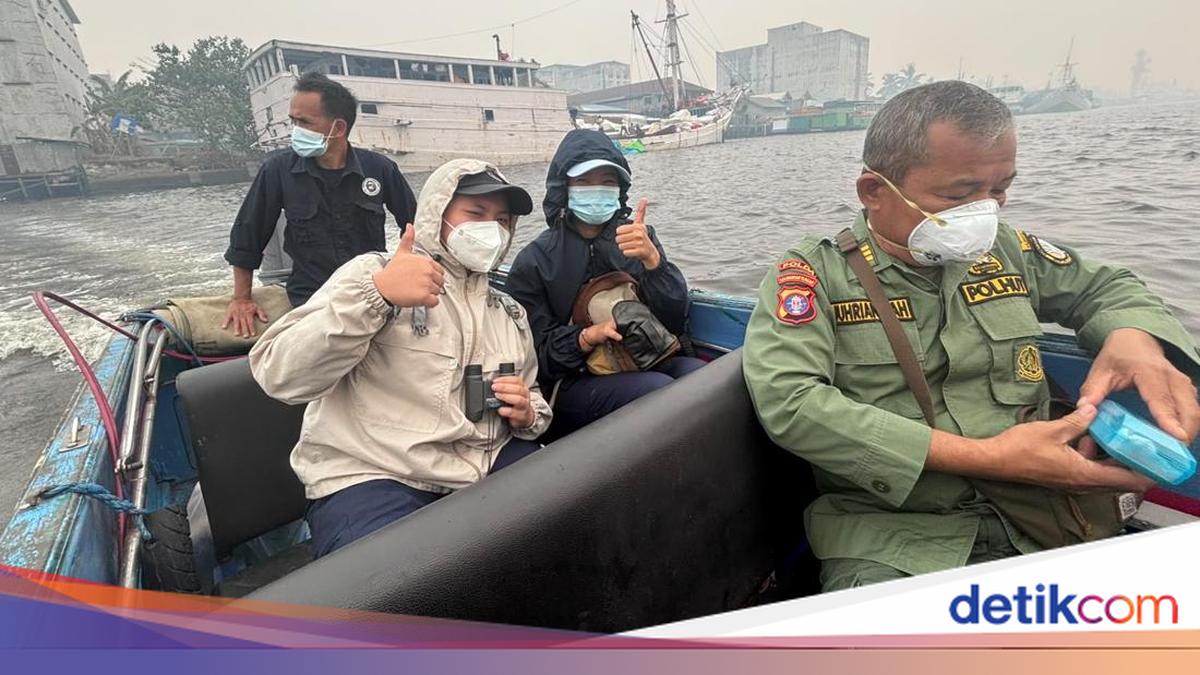 Geger Jasad Orang Utan Mengapung di Sungai Kumai