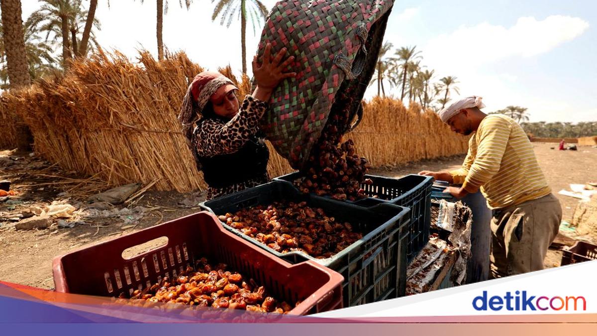 Egypt Produces About 2 Million Tonnes of Dates a Year