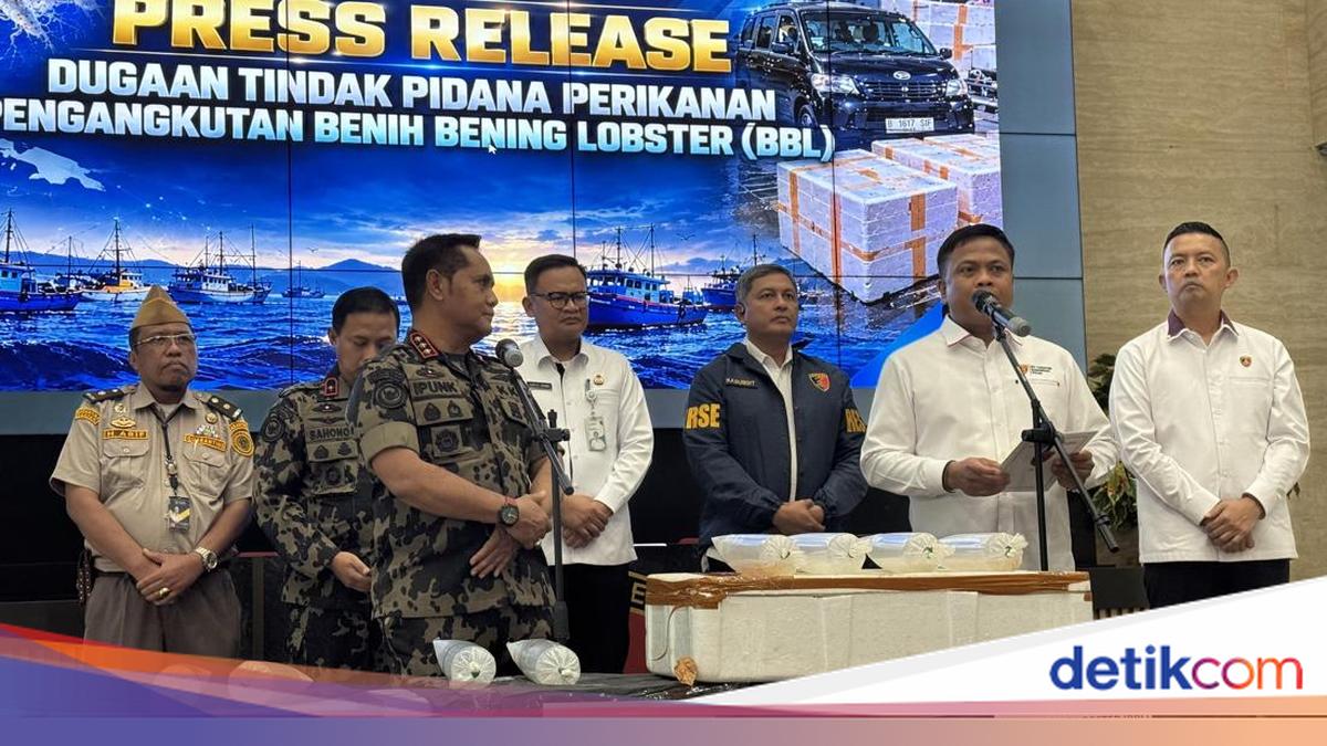 Penyelundupan 73 Ribu Benih Lobster ke Vietnam Rugikan Negara Rp 178 M