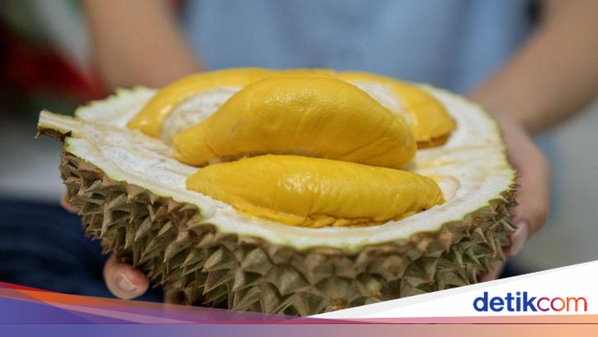 Pedagang Vietnam Rela Bayar Komisi Rp 4.200/Kg demi Berburu Durian ...