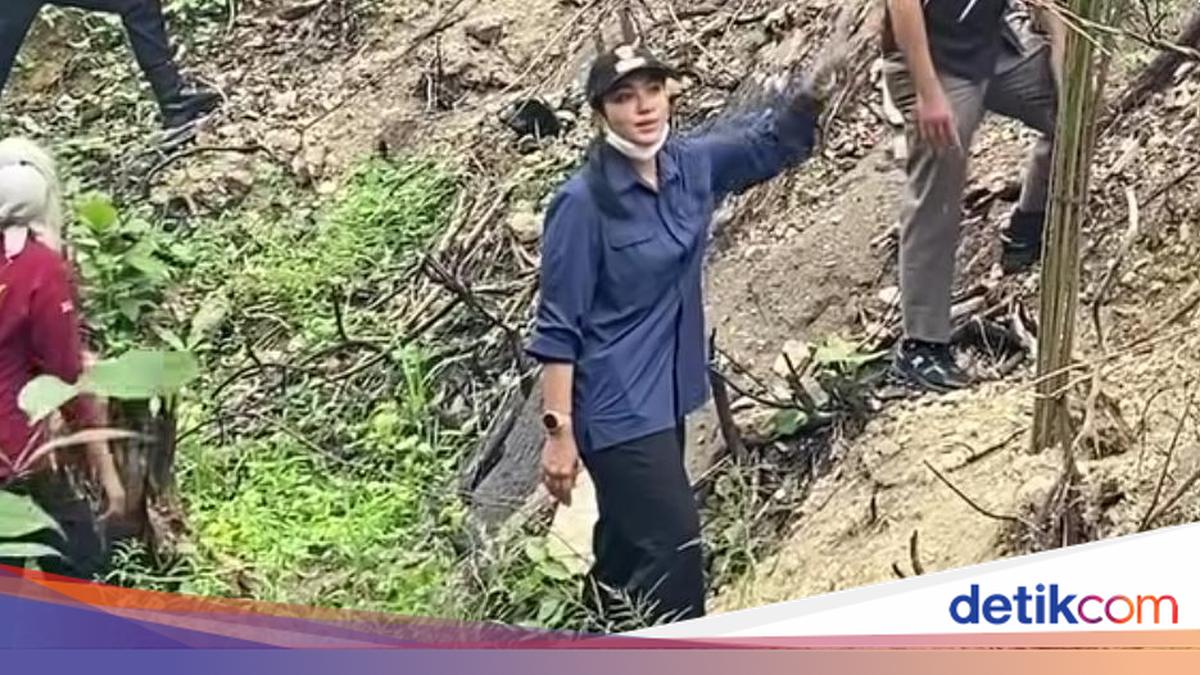 Ketahuan! Lahan Bekas Karhutla di Sumbar Malah Ditanami Sawit