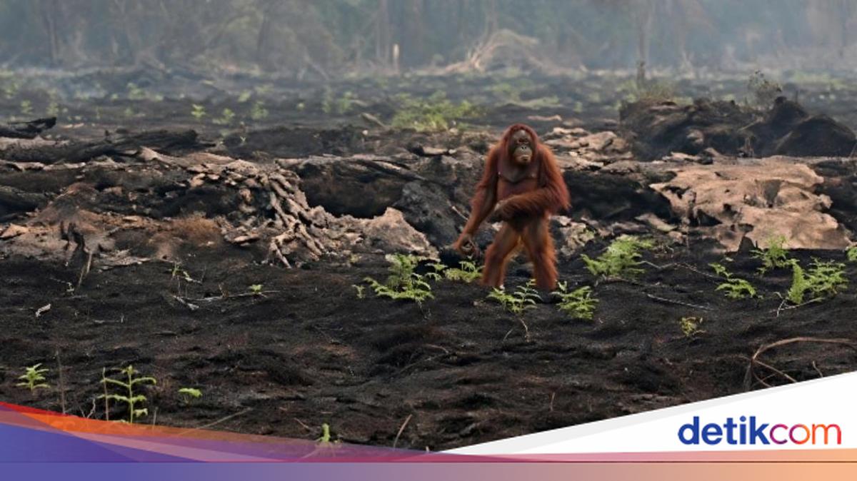 Heboh Orang Utan Berjalan Kebingungan di Area Bekas Kebakaran di Kalteng