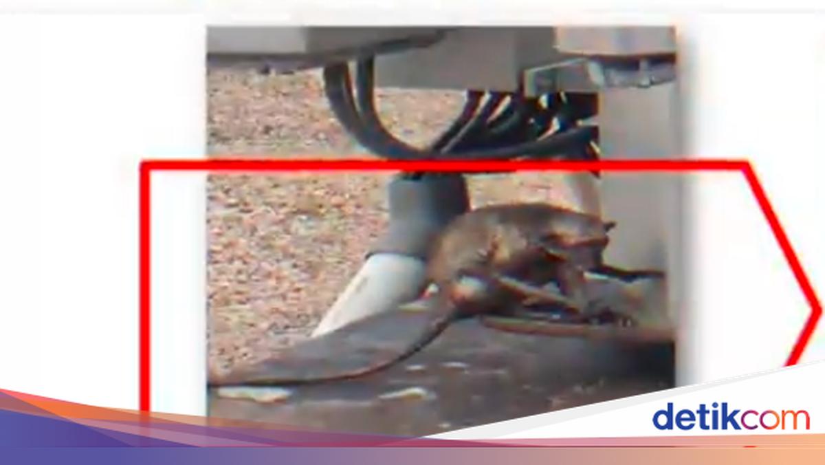 Penampakan Kera Terbakar di Kasus Blackout Batam &amp; Bintan