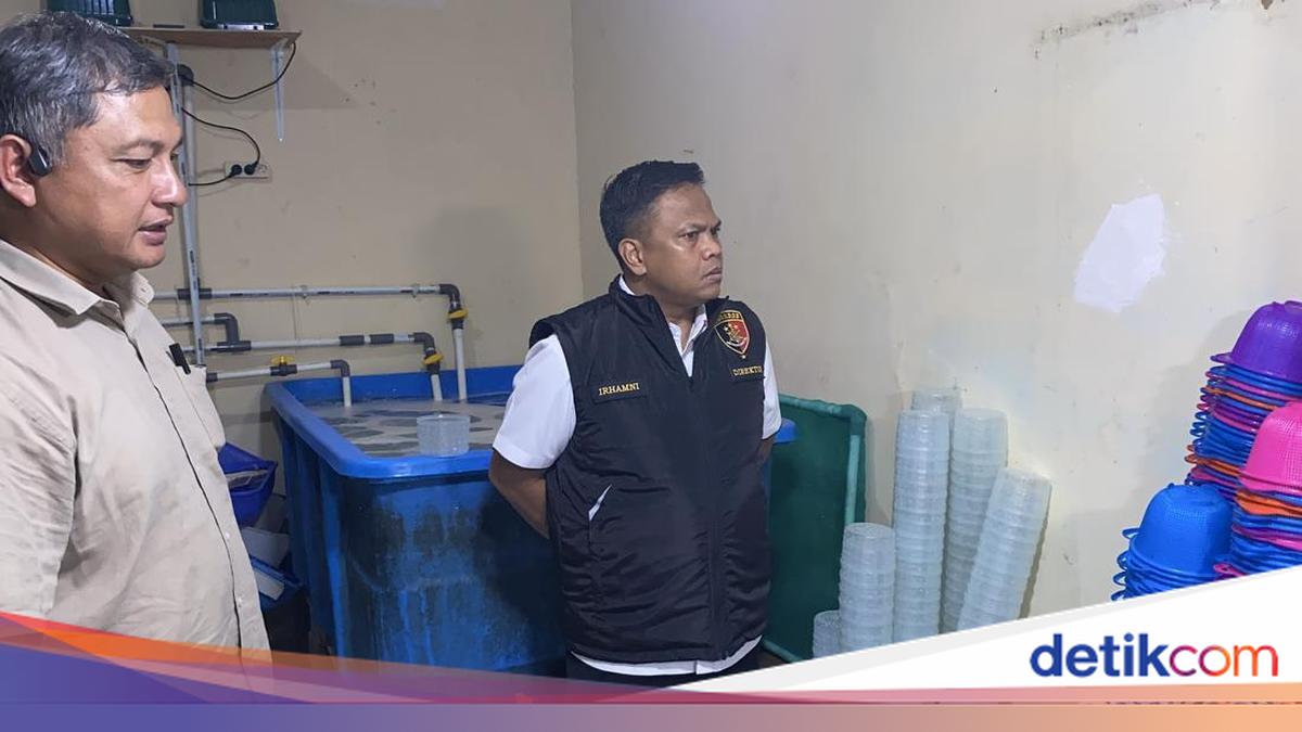 Polisi Ungkap Modus Penyelundupan 73 Ribu Benih Lobster yang Dicegah ke Vietnam