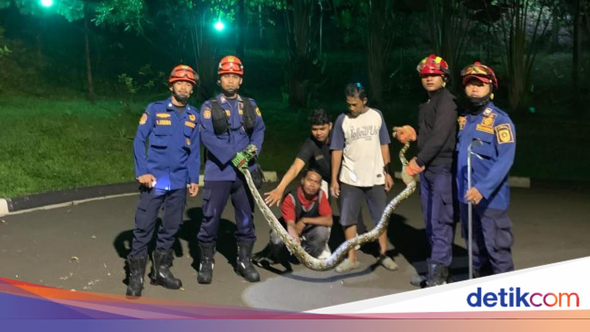 Ular Piton Nangkring di Atas Pagar, Warga Bogor Panggil Damkar