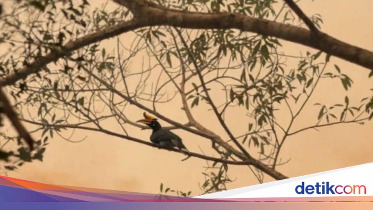 Kala Rangkong Badak Bertengger di Tengah Asap Pekat Karhutla Tanjung Puting