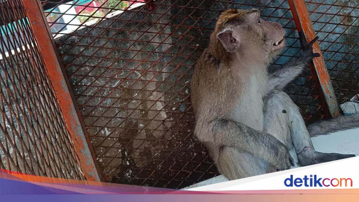 Monyet Peliharaan Lepas Berhari-hari, Gigit 2 Warga di Tangerang