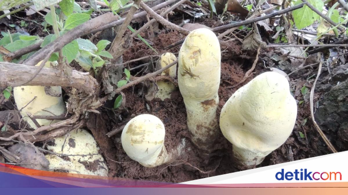 Dianjunus rex: Giant Mushroom Species Discovered in China