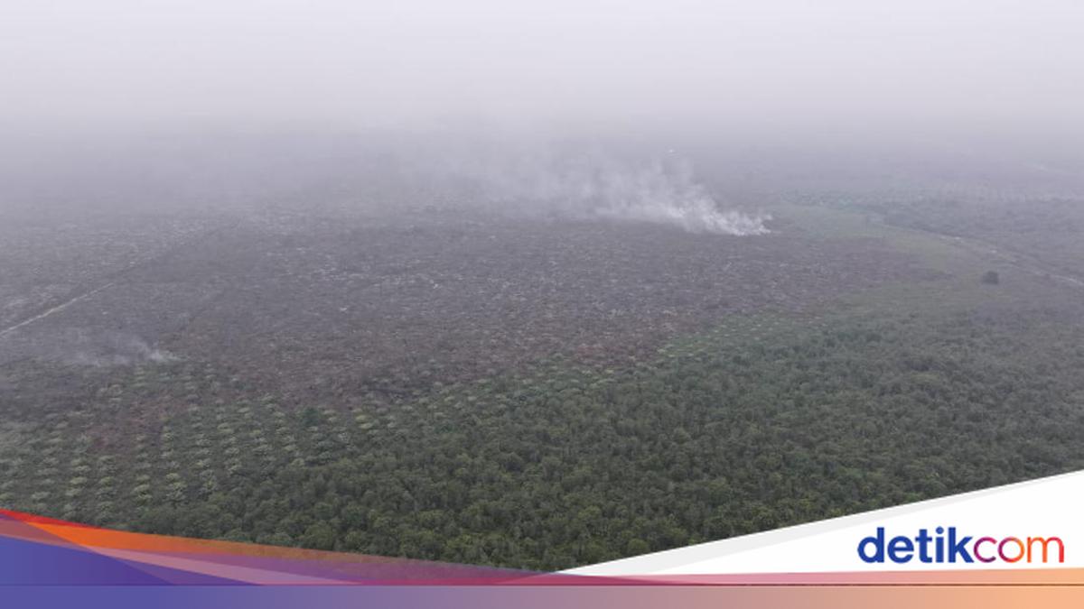 Opinion argues Indonesia’s forest fires should be treated as ecocide