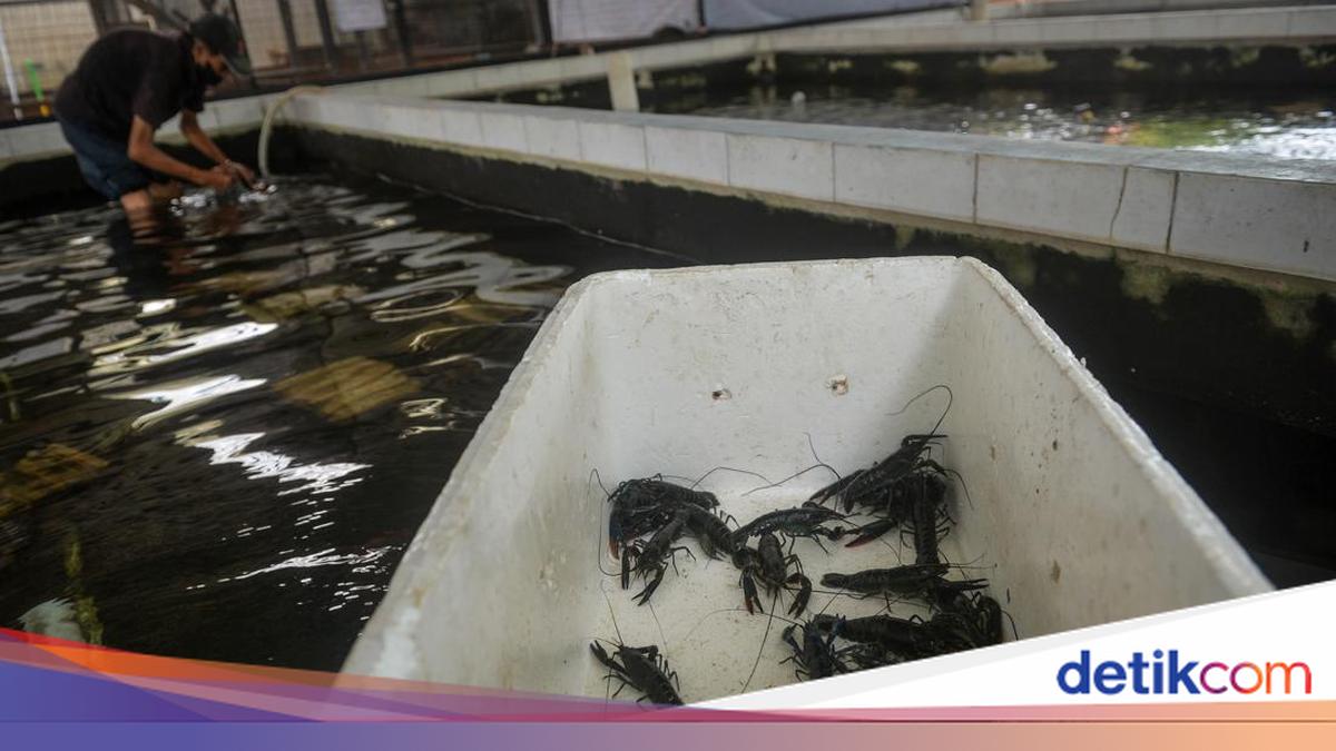 Indonesia targets 1,100 tonnes of farmed lobster production in 2026