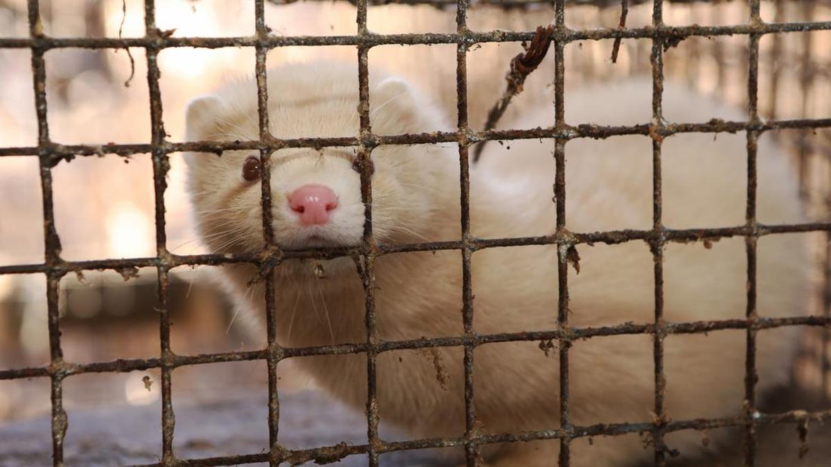 Utah Mink Farm Hit by Bird Flu for Over Two Months as Experts Warn of Pandemic Risk