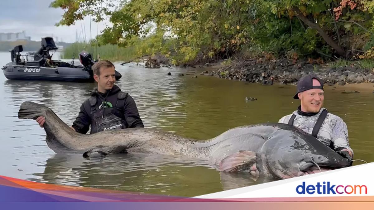 Pemancing Taklukkan Lele Raksasa, Tarung 30 Menit