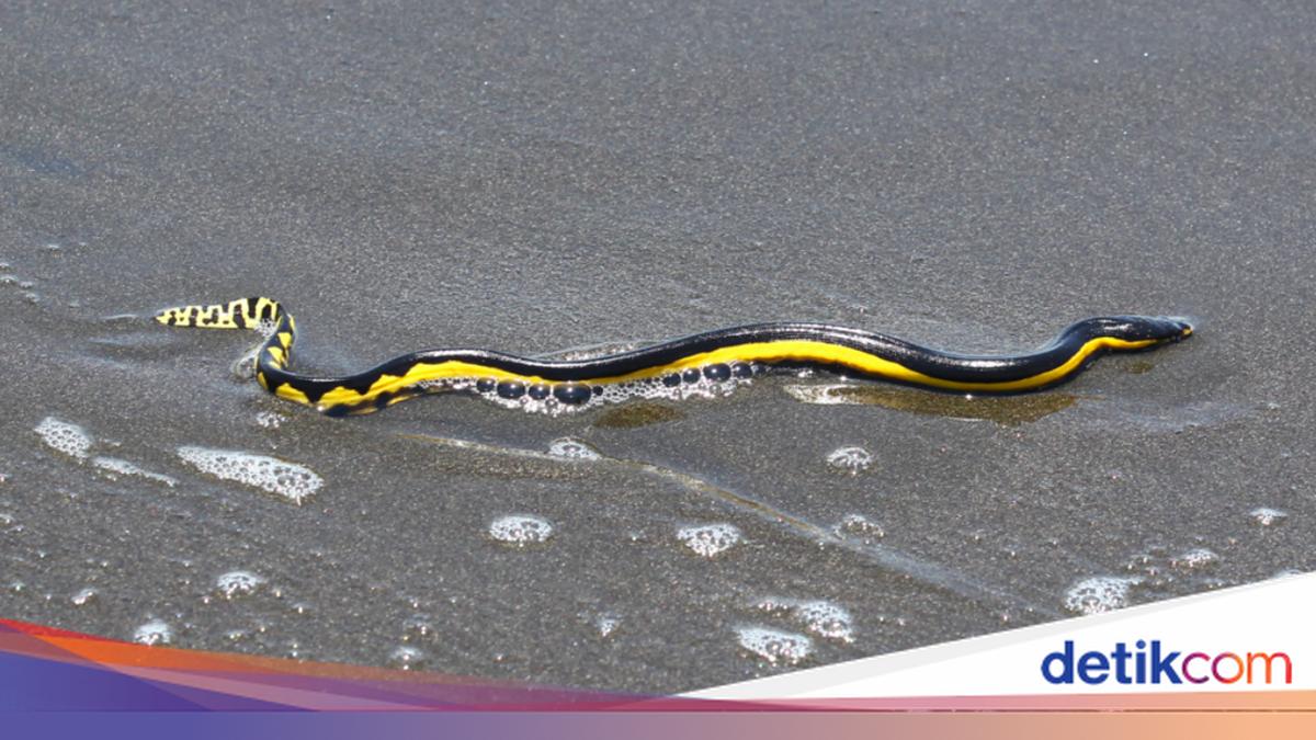 El Nino Brings Venomous Sea Snakes and Tropical Species to California Coast