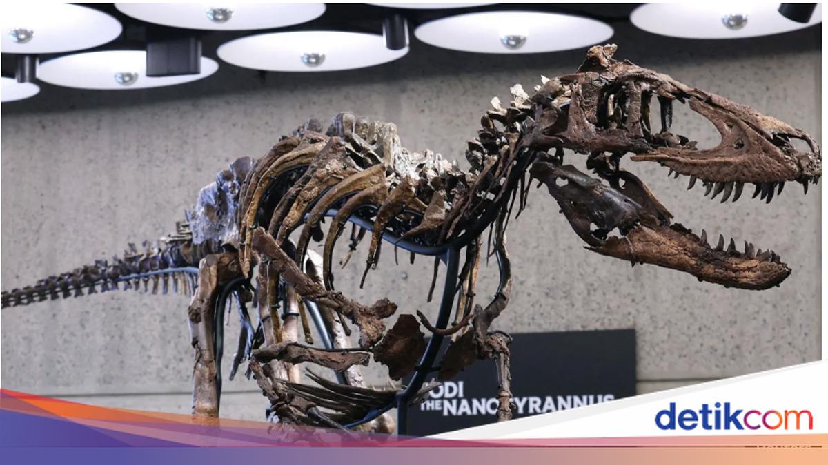 Nanotyrannus "Jodi" Dinosaur Fossil Sells for Rp792 Billion, a Claim to Scientists' Regret