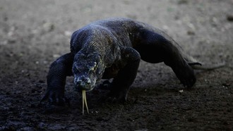 Gagal Ketemu Komodo, Rombongan Turis Eropa Kecewa Berat