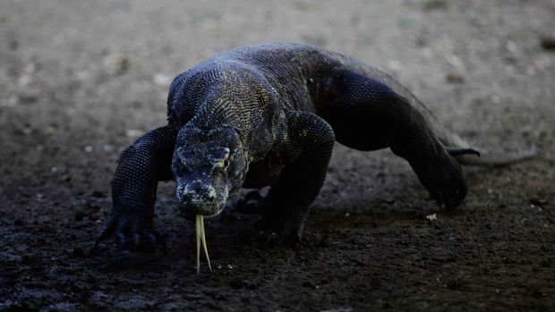 Wisatawan menikmati keindahan alam Taman Nasional Komodo dari atas bukit Gili laba, Labuan Bajo, Flores, Beberapa waktu lalu. Taman nasional komodo yang telah terpilih menjadi new 7 wonder selain menyajikan alam yang sangat indah juga memiliki hewan khas komodo yang mendiami Pulau rinca dan Pulau Komodo.