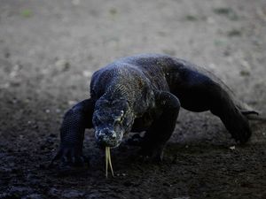 Gagal Ketemu Komodo, Rombongan Turis Eropa Kecewa Berat