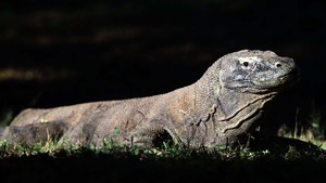 Tiket Lihat Komodo Rp 3,75 Juta!