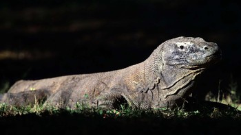 Para ilmuwan pertama kali menemukan bahwa komodo (Varanus komodoensis) bisa lahir dari seekor perawan pada tahun 2006. Saat itu, hanya dua komodo yang hidup di Eropa. Salah satu komodo ini, seekor komodo betina di Kebun Binatang Chester di Inggris. Komodo itu melahirkan 25 butir telur meski tidak pernah melakukan kontak dengan komodo jantan. Foto: Agung Pambudhy