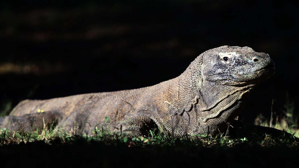 Tiket Lihat Komodo Rp 3,75 Juta!