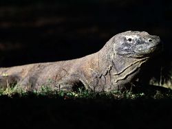 Hewan-hewan yang Bisa Punya Anak Tanpa Pejantan