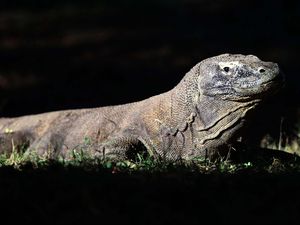 Ilmuwan Teriak, Jumlah Komodo di Dunia Tinggal 3.300 Ekor!