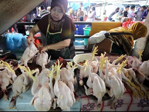 Harga Sembako Jogja Hari Ini 6 Oktober 2025: Daging-Telur Ayam Kompak Merosot!