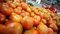 Menurut penelitian medis, pria yang mengkonsumsi lebih banyak tomat kurang rentan terkena kanker prostat karena mengandung lycopene, antioksidan yang membuat tomat berwarna merah dan juga mempertahankan sel dan DNA menjadi terdegradasi. Foto: Rachman Haryanto