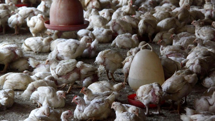 Pemerintah Tunjuk Berdikari Bangun Industri Peternakan Ayam Terintegrasi