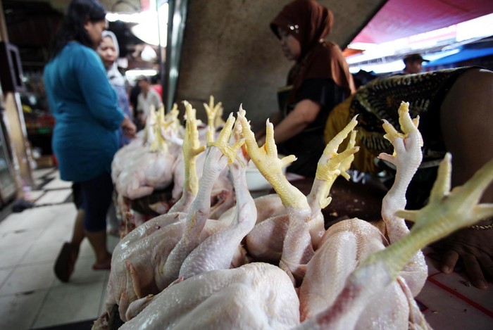 Nasib Peternak Kecil: Gigit Jari Saat Harga Daging Ayam Tinggi