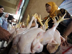 Harga Daging Ayam Belum Bergerak dari Rp 50.000/Ekor