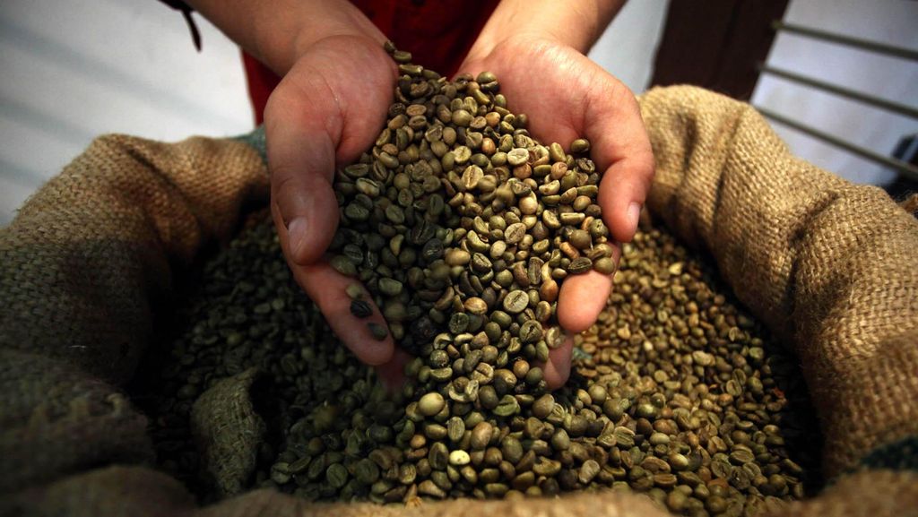 Kopi Papua Terancam Musnah Kopi Papua Terancam Musnah