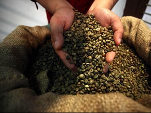 Kopi RI Dicari Pasar Dunia, Tapi Produksinya Kurang