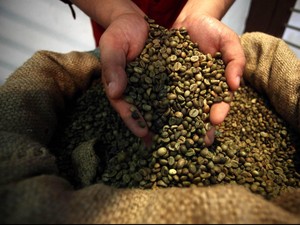 Sertifikasi Berkelanjutan Masih Jadi Persoalan Petani Kopi di Lampung