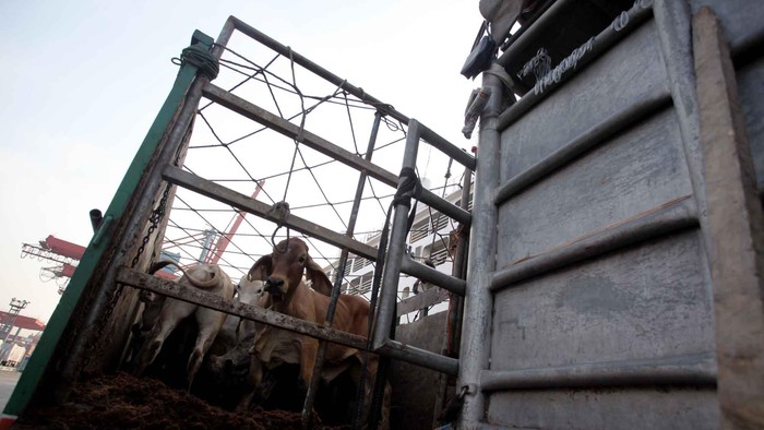Sapi import asal Darwin, Australia diturunkan dari kapal pengangkut di Pelabuhan Tanjung Priok, Jakarta, Selasa (30/7/2013) pagi, untuk kemudian didistribusikan ke sejumlah daerah di Pulau Jawa. Distribusi sapi import itu dilakukan untuk menekan harga dan memenuhi kebutuhan pasar di Indonesia yang kian hari semakin tinggi saja harga daging sapi dipasaran.