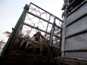 RI Akan Impor Sapi dari Meksiko, Diangkut Pakai Kapal Selama 40 Hari