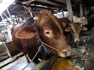 RI Mau Impor Sapi Bakalan dari Meksiko 400.000 ekor