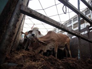 Selain Australia, RI Buka Impor Sapi Indukan dari Meksiko dan Brasil