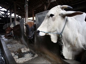 Kementan Keberatan Mendag Ubah Berat Maksimum Sapi Bakalan Impor