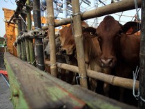 Impor Sapi Hidup Tak Lagi Dibatasi