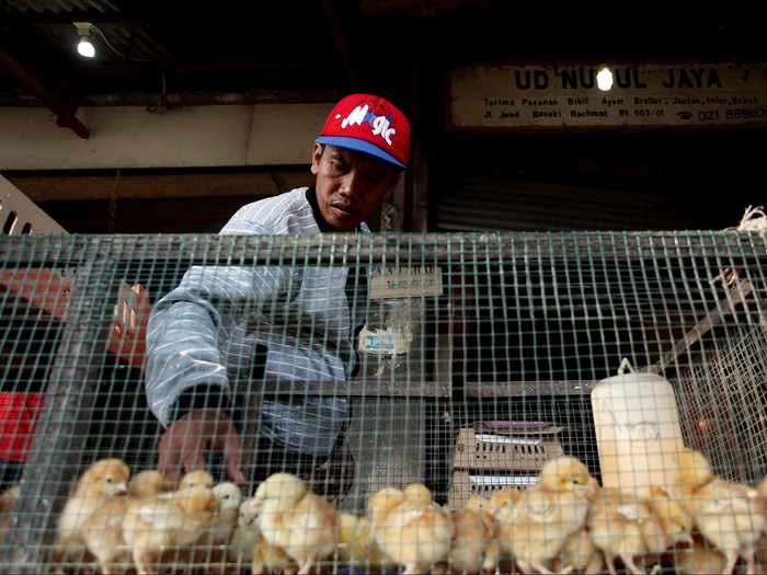 Kementan Akan Legalkan Pemusnahan Bibit Ayam untuk Kontrol Harga