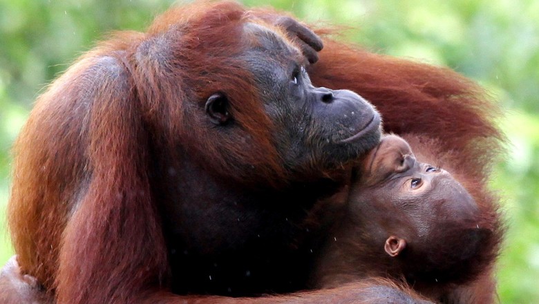 Rehabilitasi Orangutan Samboja Lestari (Rengga Sancaya/detikcom) Rehabilitasi Orangutan Samboja Lestari (Rengga Sancaya/detikcom)