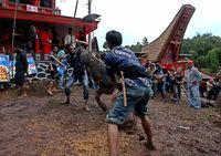 Pesona Tana Toraja: Alamnya Indah, Kebudayaannya Kaya
