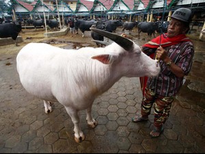 Pedagang: Sulit Jual Daging Kerbau