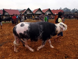 Daging Kerbau Bisa Gantikan Daging Sapi yang Mahal?