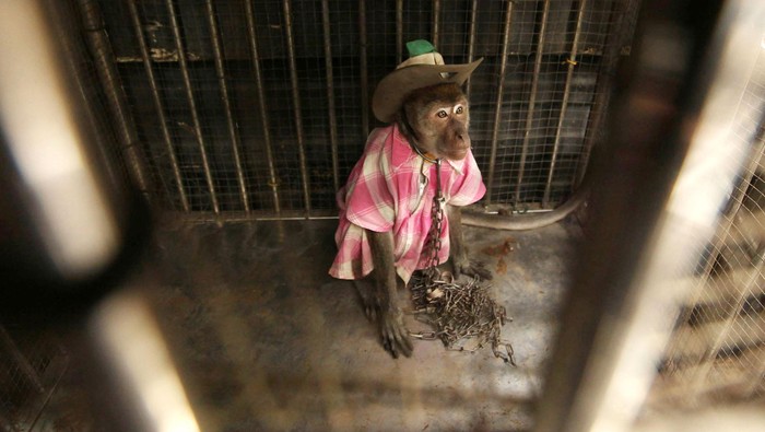 Peneliti Temukan Bukti Monyet Juga Bisa Mengalami Cacat Lahir karena Zika