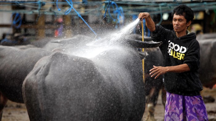 Hanya BUMN yang Boleh Impor Kerbau dari India