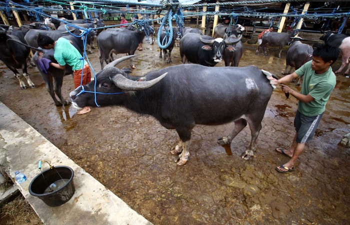 Pasar Khusus Kerbau di Toraja Di Toraja ada pasar khusus hewan yang terletak di sebuah pasar Bolu, kabupaten Toraja Utara.