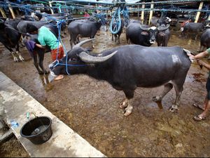 Perbanyak Populasi Kerbau di Pandeglang, Ini Rencana Mentan