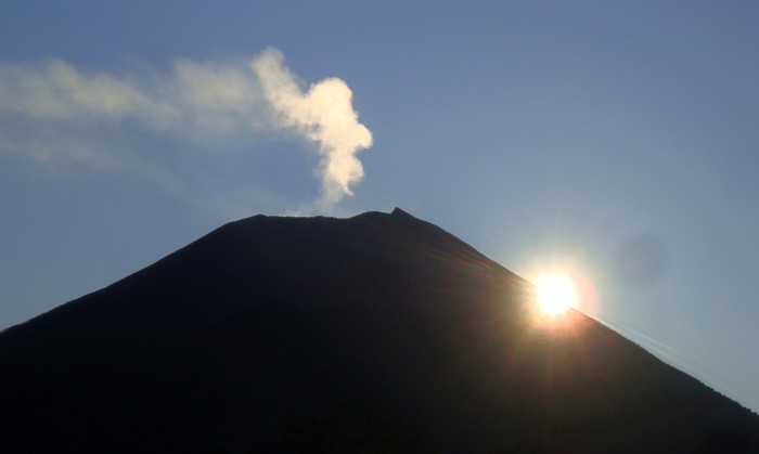 Sedih! Anggrek Hutan Lindung Gunung Slamet Banyak Dijarah Pencuri